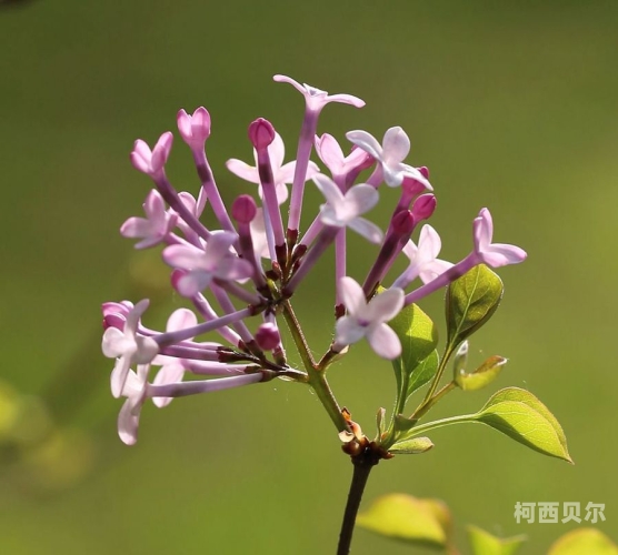 4438ⅹ成人五月丁香在线，探索网络时代的健康与成长