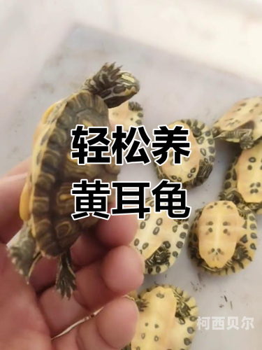 法国黄龟视频，探索神秘文化与自然奇观法国黄龟视频播放