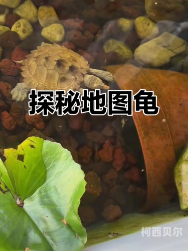 法国黄龟视频，探索神秘文化与自然奇观法国黄龟视频播放