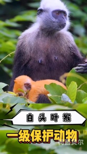 毛黄新闻资讯，探寻神秘的一级毛黄角色设定一级a十