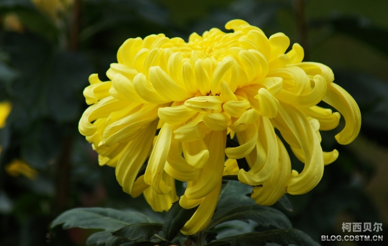 菊花色视频网站菊花色视频网站，探索多元内容与前沿资讯