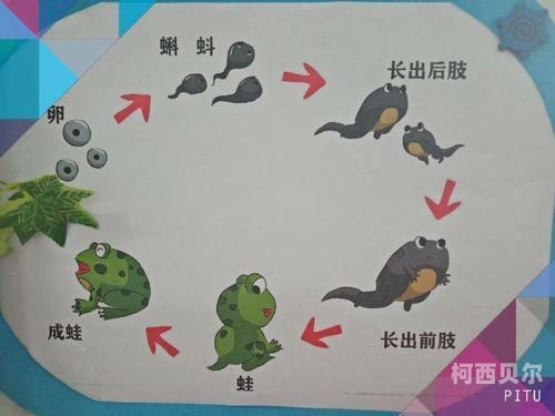蝌蚪成人网站，探索在线播放的神秘世界蝌蚪网站释放一个平台