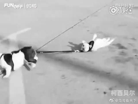 成年sss日本在线观看，探索网络世界的神秘角落